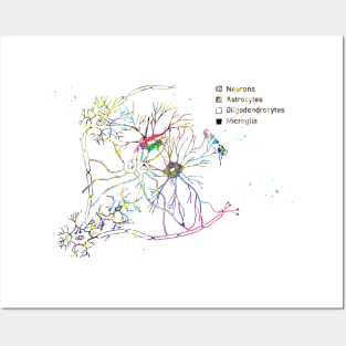 Cortical pyramidal cells Posters and Art